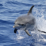 Bangladesh a global whale, dolphin hotspot: study